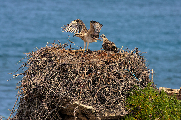 Osprey juveniles