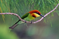 Bee-eater temple nesting