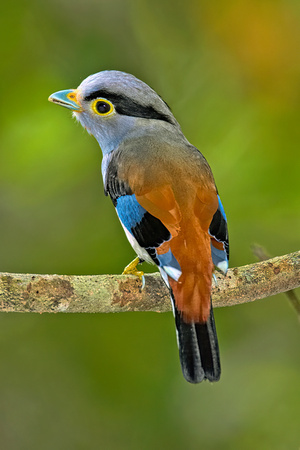 Silver-breasted broadbill