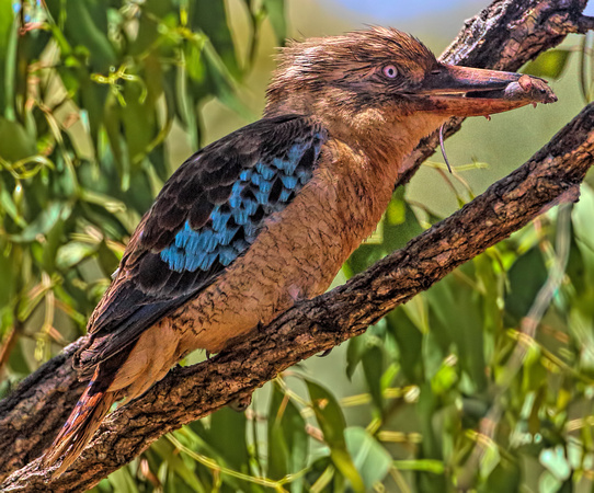 Blue-winged Kookaburra