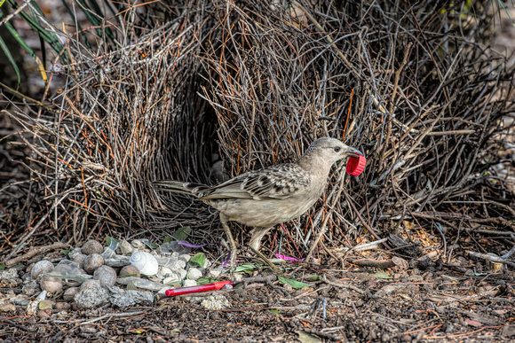 Male Great bowerbird decorating his bower