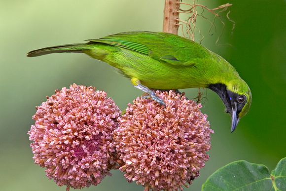 Great Green leafbird (male)