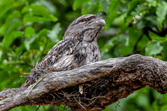 Tawny Frogmouth